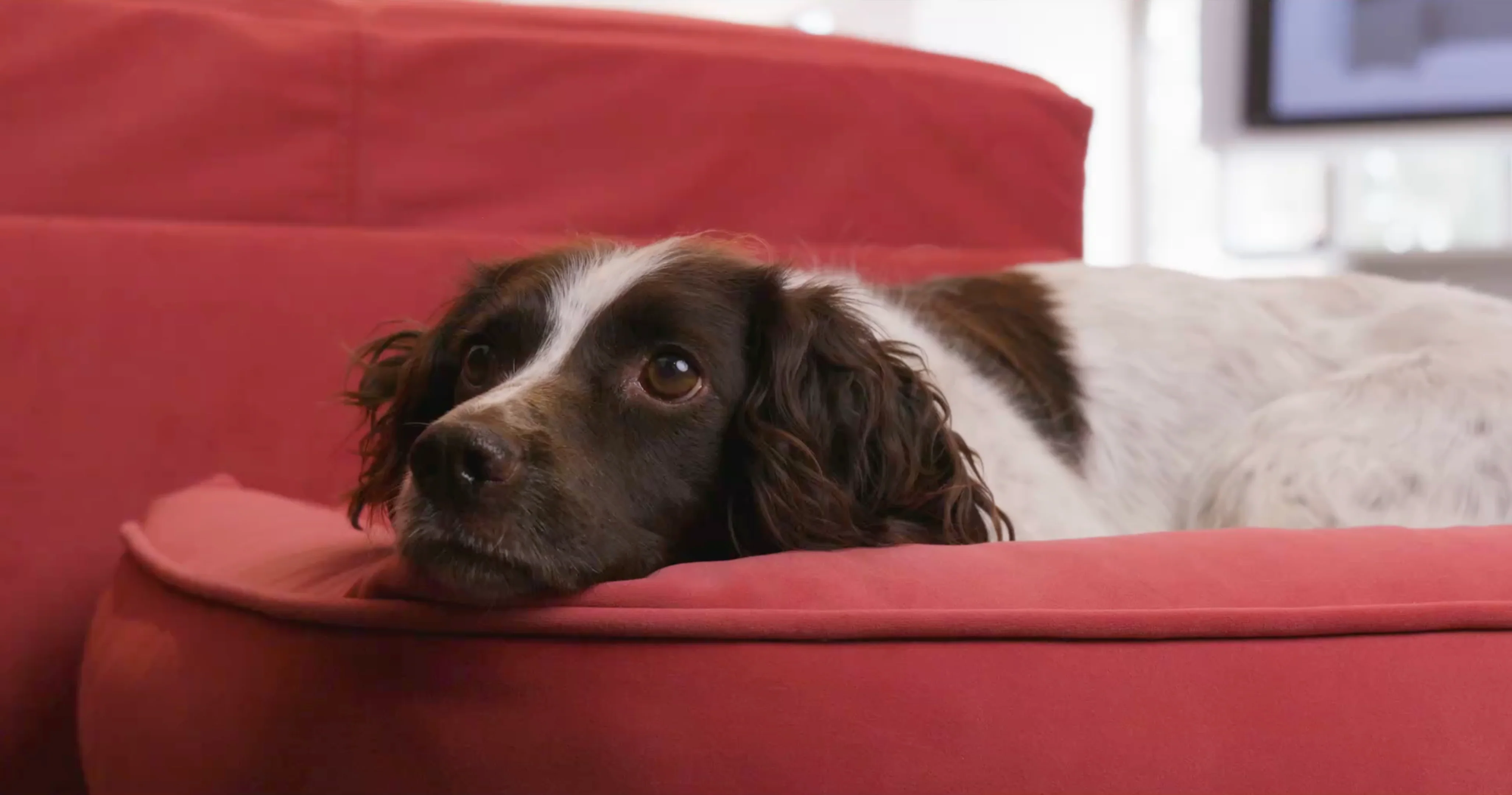 72cm x 72cm - Cocoon Pet Sleeper - Image 3